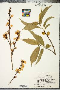 Prunus persica image