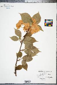 Prunus serrulata image