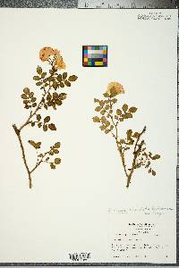 Image of Rosa lucieae