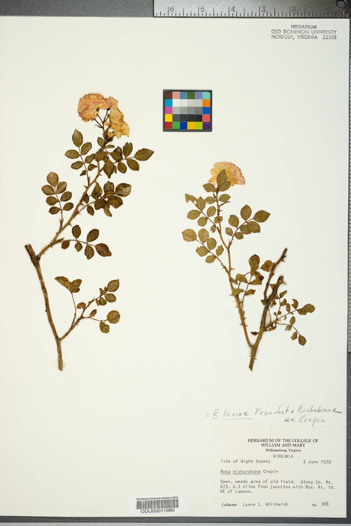 Rosa lucieae image