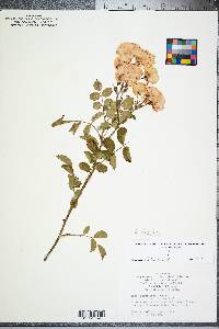 Rosa lucieae image