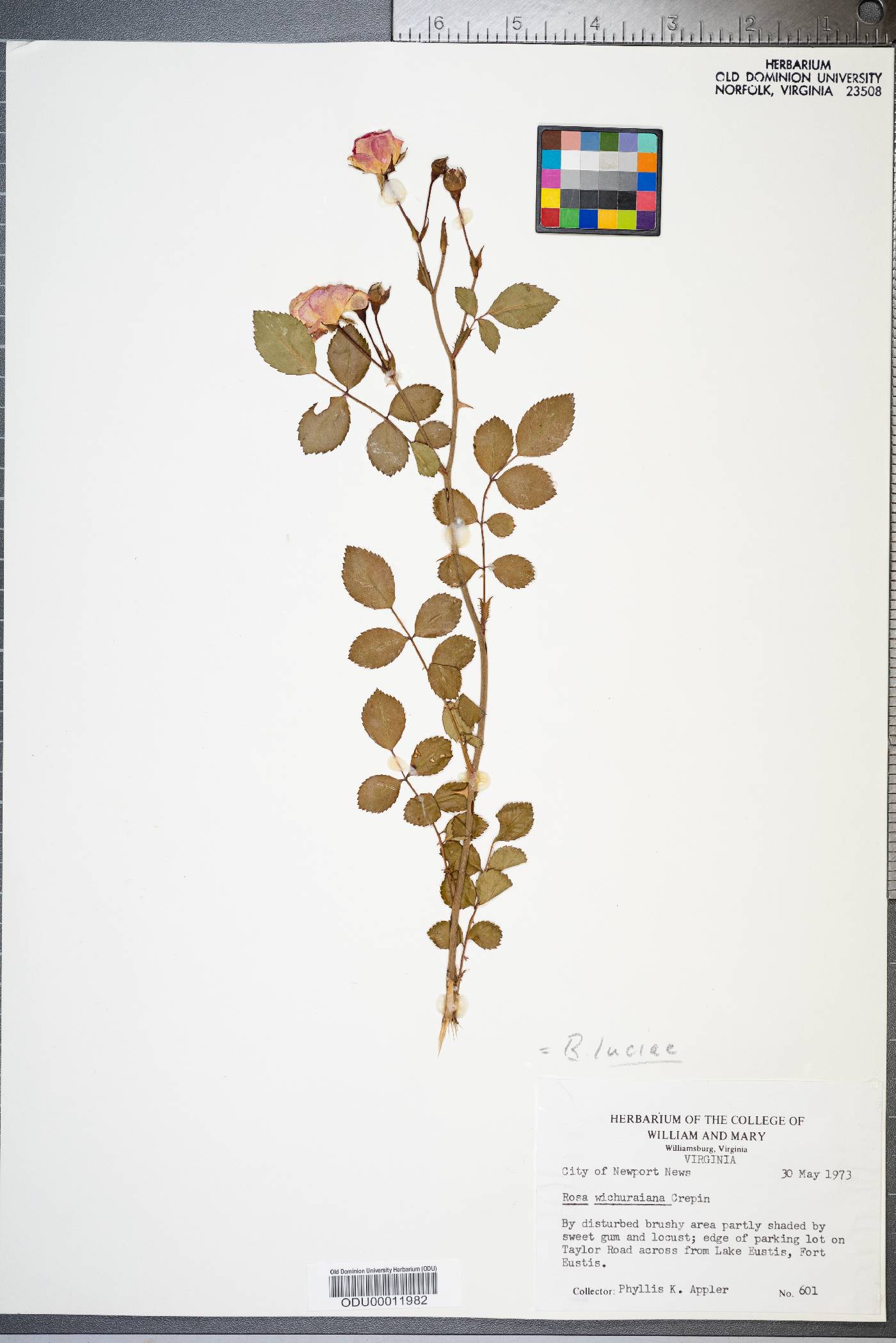 Rosa lucieae image