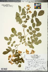 Rosa multiflora image