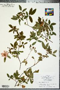 Rosa palustris image