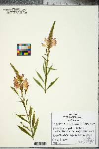 Physostegia virginiana image