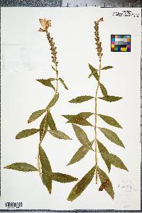 Physostegia virginiana image