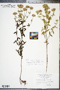 Pycnanthemum flexuosum image