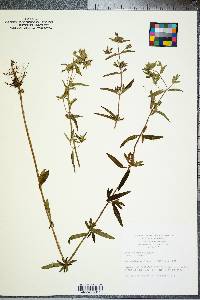 Pycnanthemum flexuosum image