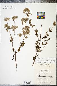 Pycnanthemum incanum image