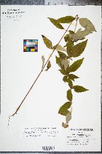 Pycnanthemum muticum image