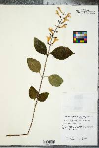 Scutellaria serrata image