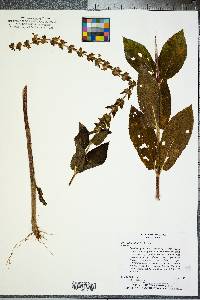 Stachys eplingii image