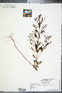 Trichostema dichotomum image