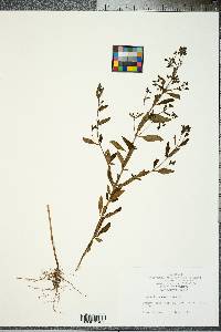 Trichostema dichotomum image