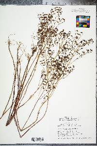 Trichostema dichotomum image