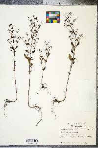Trichostema dichotomum image
