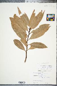 Persea palustris image