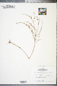 Linum floridanum image