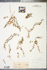 Micranthemum umbrosum image