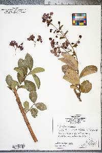 Lagerstroemia indica image