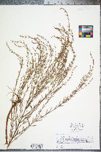 Lythrum lineare image