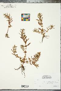 Rotala ramosior image