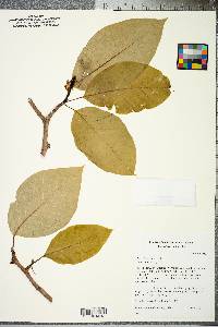 Magnolia acuminata image