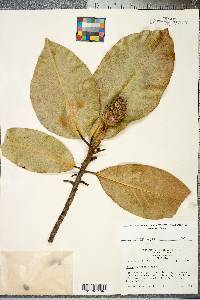 Magnolia grandiflora image