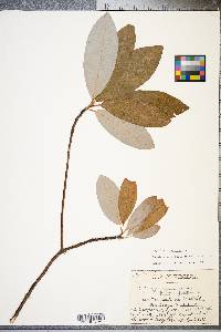 Magnolia virginiana image