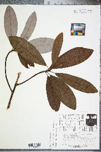 Magnolia virginiana image