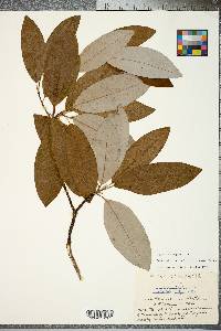 Magnolia virginiana image