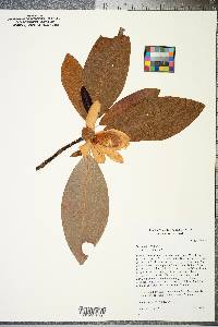 Magnolia virginiana image