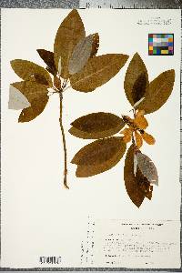 Magnolia virginiana image