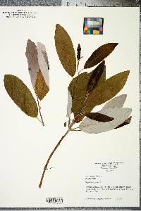 Magnolia virginiana image