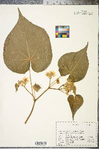 Abutilon theophrasti image