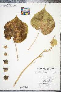 Abutilon theophrasti image