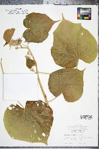 Abutilon theophrasti image