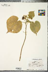 Abutilon theophrasti image