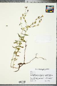 Rhexia virginica image