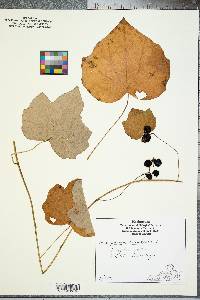 Menispermum canadense image