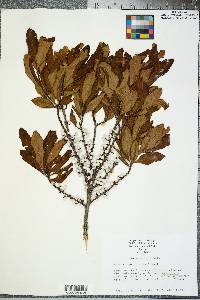 Myrica pensylvanica image