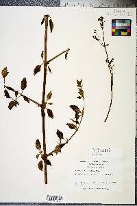 Boerhavia coccinea image