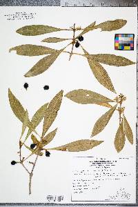 Osmanthus americanus image