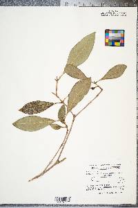 Osmanthus americana image