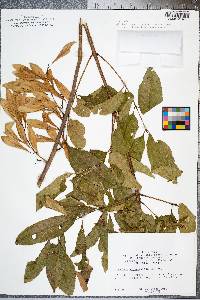 Fraxinus caroliniana image