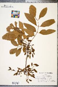 Fraxinus caroliniana image