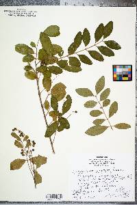 Ligustrum sinense image