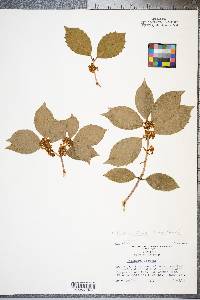 Osmanthus fortunei image