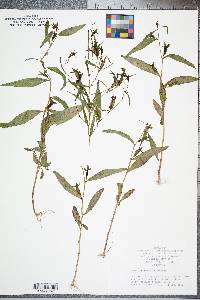 Ludwigia decurrens image