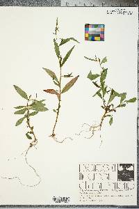 Ludwigia decurrens image